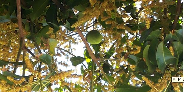mtm_061704.jpg